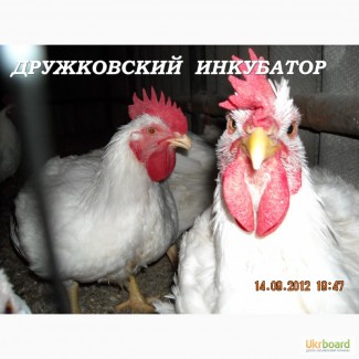 Суточные цыплята бройлера КОББ-500
