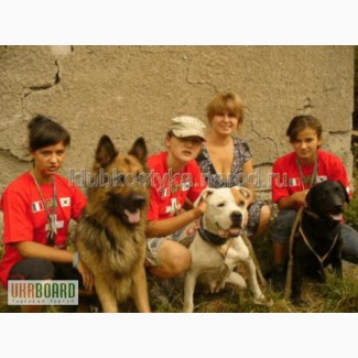 Подготовка охотничьих собак в Донецке и области
