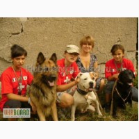 Подготовка охотничьих собак в Донецке и области