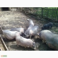 Продам тушки корейских свиней