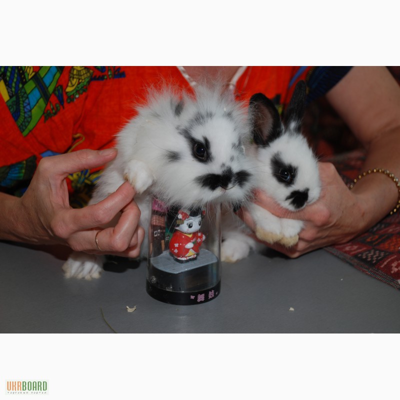 Фото 2. Продаём торчеухих и вислоухих разноцветных карликовых и декоративных кроликов