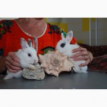 Продаём торчеухих и вислоухих разноцветных карликовых и декоративных кроликов