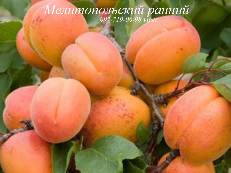 Фото 5. Продам саженцы абрикосов