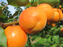 Фото 9. Продам саженцы абрикосов