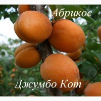Продам саженцы абрикосов