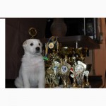 Продаются щенки Алабая от 3-х кратного Чемпиона УКР.