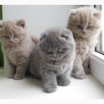 Котята от бомбезной, лиловой кошки Сони