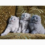 Котята от бомбезной, лиловой кошки Сони