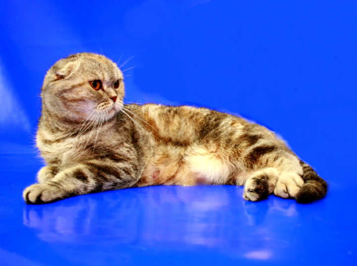 Фото 7. Шотландский котенок-девочка в разведение или в любимицы