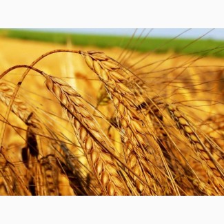 Куплю пшеницу у производителей по всей Украине, дорого