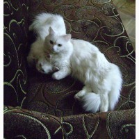 Продам белых ангорских котят