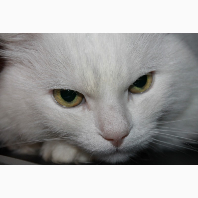 Фото 2. Продам белых ангорских котят