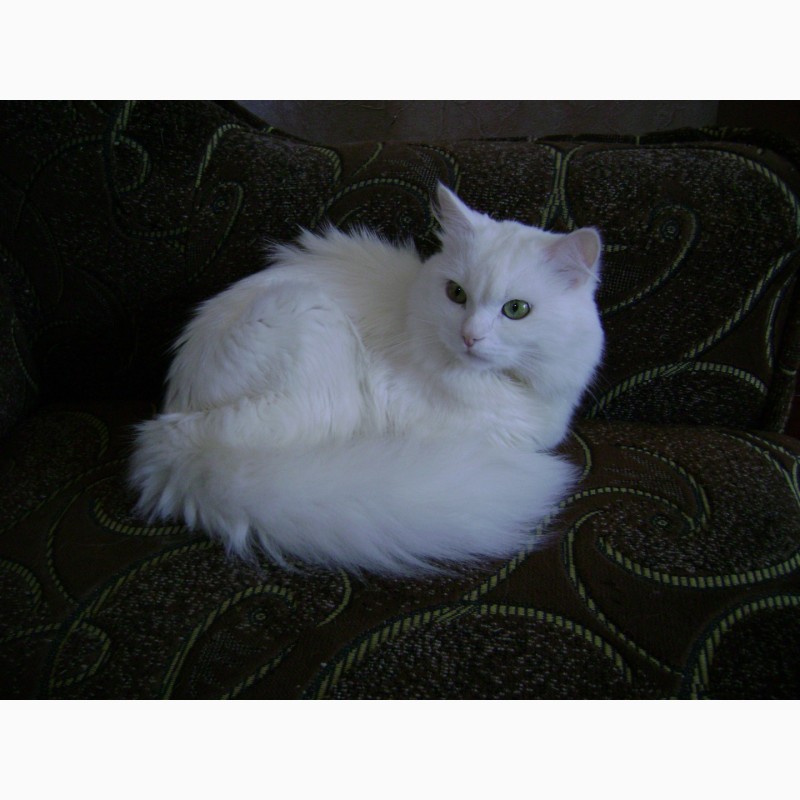 Фото 3. Продам белых ангорских котят