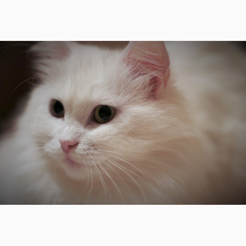 Фото 4. Продам белых ангорских котят