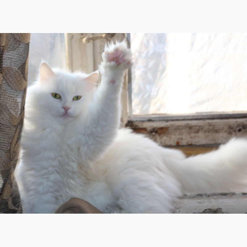 Фото 5. Продам белых ангорских котят