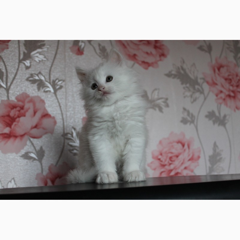 Фото 6. Продам белых ангорских котят