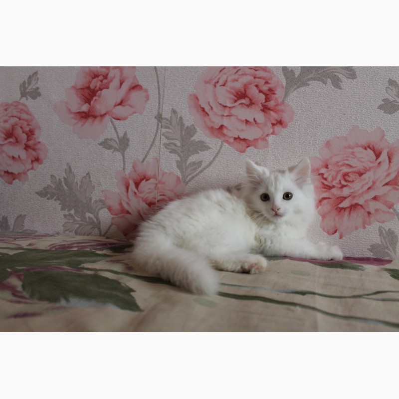Фото 7. Продам белых ангорских котят