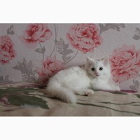 Продам белых ангорских котят