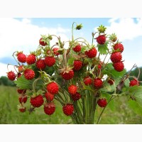 Продам саженцы Земляники и много других растений (опт от 1000 грн)