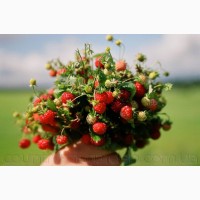 Продам саженцы Земляники и много других растений (опт от 1000 грн)