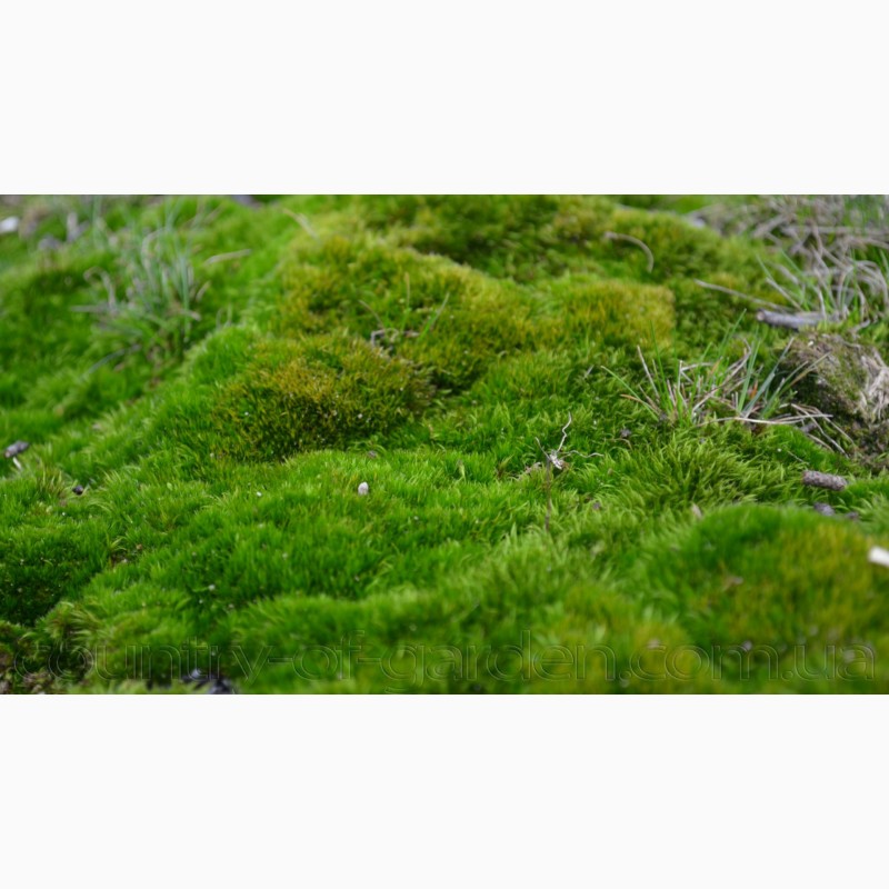Фото 10. Продаем мох для озеленения притененных участков и много других растений (опт от 1000 грн)