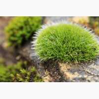 Продаем мох для озеленения притененных участков и много других растений (опт от 1000 грн)