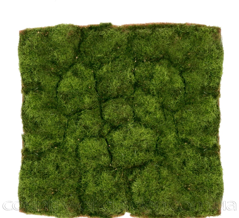 Фото 4. Продаем мох для озеленения притененных участков и много других растений (опт от 1000 грн)