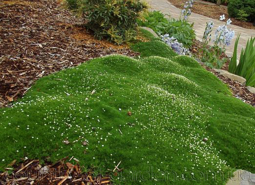 Фото 7. Продаем мох для озеленения притененных участков и много других растений (опт от 1000 грн)