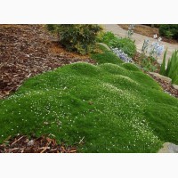 Продаем мох для озеленения притененных участков и много других растений (опт от 1000 грн)