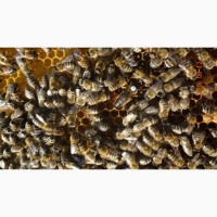 Продам Пчелы, Пчелосемьи, Бджоли, Бджолосімї, система Украинка, Черкасская обл