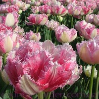 Продам луковицы Тюльпанов Махровых + Бахромчатый и много других растений (опт от 1000 грн)