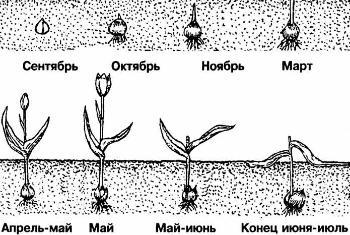 Фото 7. Продам луковицы Тюльпанов Махровых + Бахромчатый и много других растений (опт от 1000 грн)