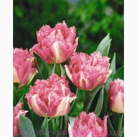 Продам луковицы Тюльпанов Махровых + Бахромчатый и много других растений (опт от 1000 грн)