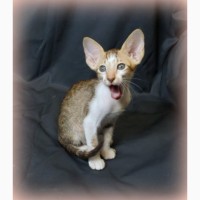 Сиамо-Ориентальные котята / орики, редкого окраса