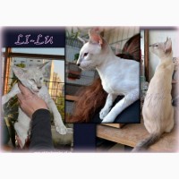 Сиамо-Ориентальные котята / орики, редкого окраса
