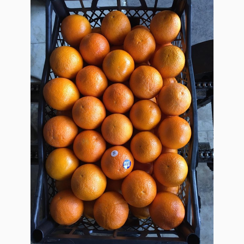 Фото 5. Продажа апельсин высшего сорта