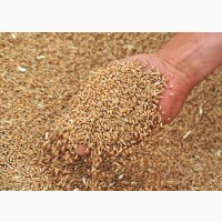 Закуповуємо вологу кукурудзу, фуражну пшеницю, сою, соняшник