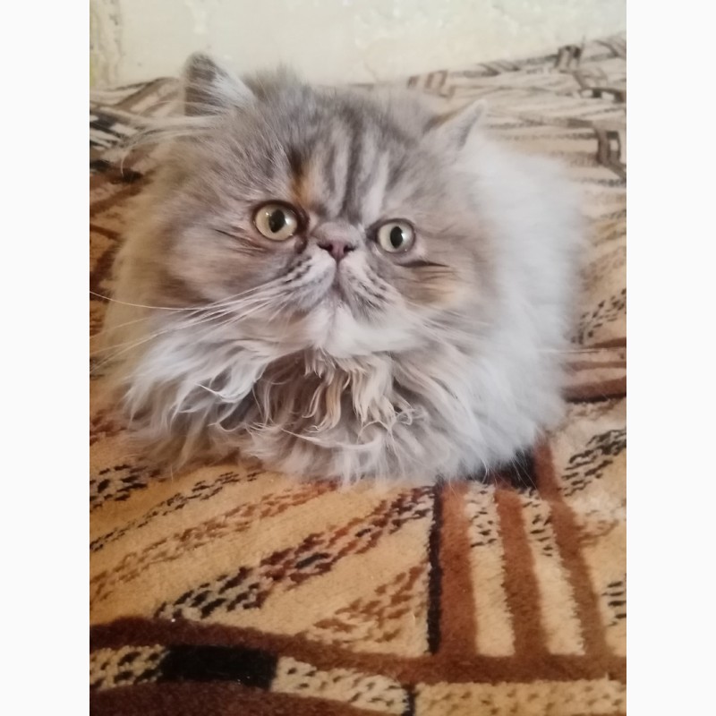 Фото 4. Персидская кошка