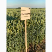 Насіння озимої пшениці ІЛЛЮЗІОН (1 репродукція)