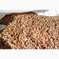 Продам пшеницю Тиврів 1000 тонн