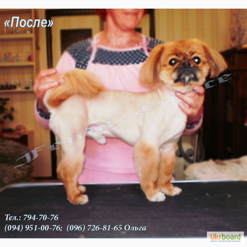 Фото 7. Стрижка собак Одесса. Груминг собак. Выезд на дом Одесса.(возможен)