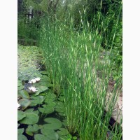 Камиш озерний та зебринус (прибережні та водні рослини)