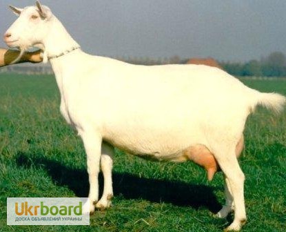 Продам зааненської і полтавської породи кози