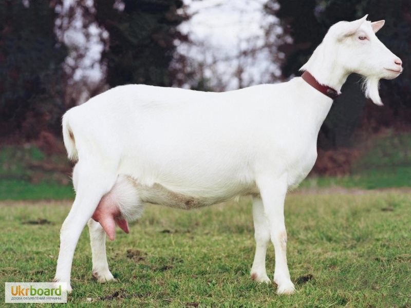 Фото 2. Продам зааненської і полтавської породи кози