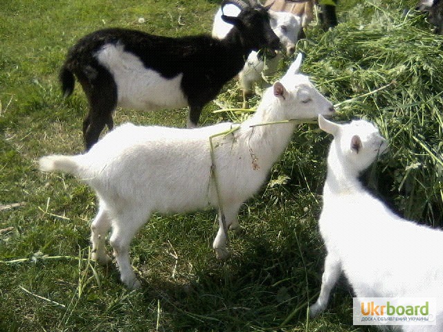 Фото 3. Продам зааненської і полтавської породи кози