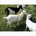 Продам зааненської і полтавської породи кози