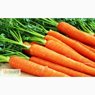 Семена морковки оптом