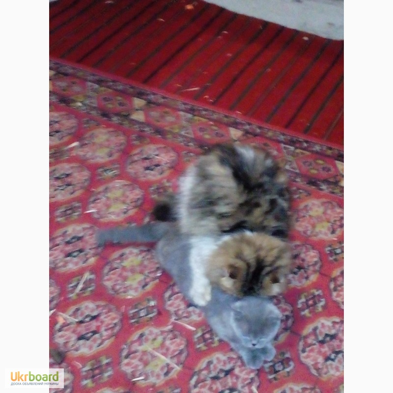 Фото 3. Персидский кот.Перс вязка. Экзот
