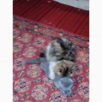 Персидский кот.Перс вязка. Экзот