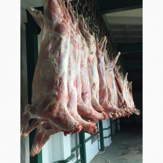 Продам мясо БАРАНИНА/ ягнятина Халяль